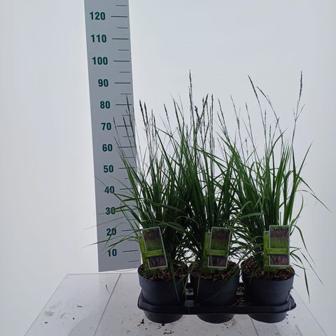 Molinia caerulea 'Black Arrows'