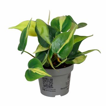 Philodendron scandens 'Brasil'