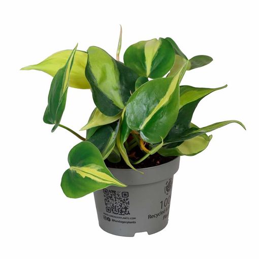 Philodendron scandens 'Brasil'