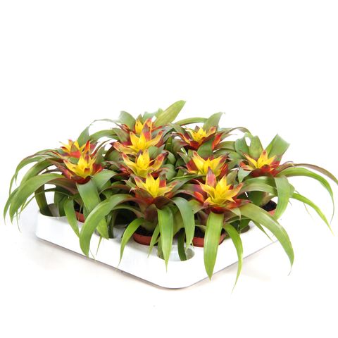 Guzmania 'Mia'