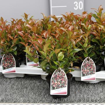 Leucothoe 'Zeblid'