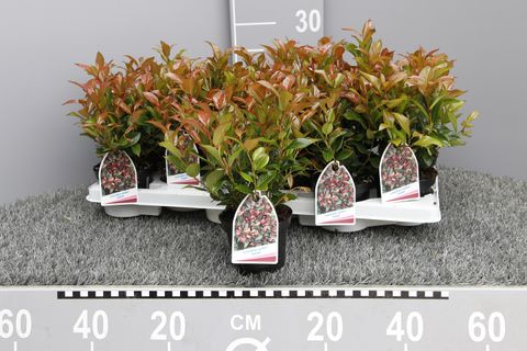 Leucothoe 'Zeblid'