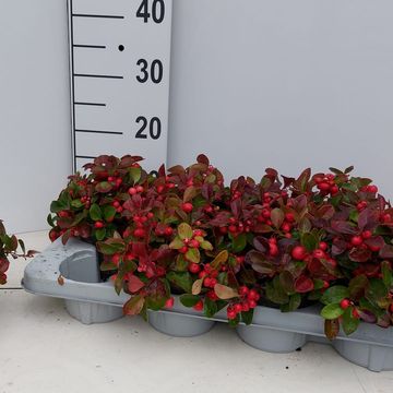 Gaultheria procumbens