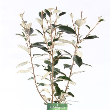 Elaeagnus x ebbingei