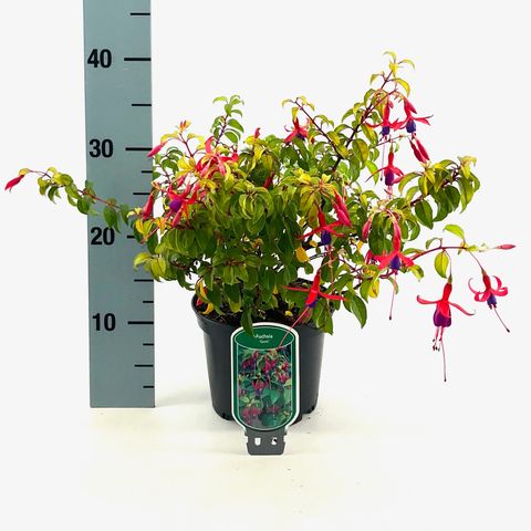 Fuchsia 'Genii'