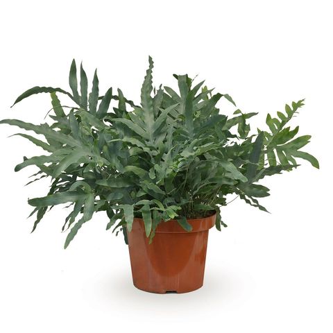 Phlebodium aureum 'Blue Star'