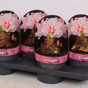 Hippeastrum 'Aquaro'