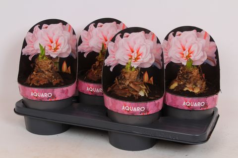 Hippeastrum 'Aquaro'