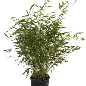 Phyllostachys bissetii