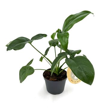 Philodendron 'Green Wonder'