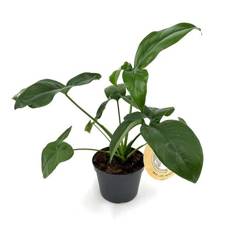 Philodendron 'Green Wonder'