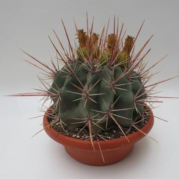 Ferocactus rectispinus