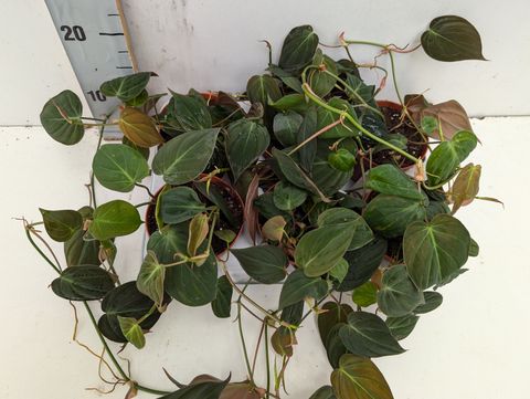 Філодендрон scandens micans