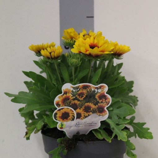 Gaillardia aristata SPINTOP RED STARBURST — Plant Wholesale FlorAccess