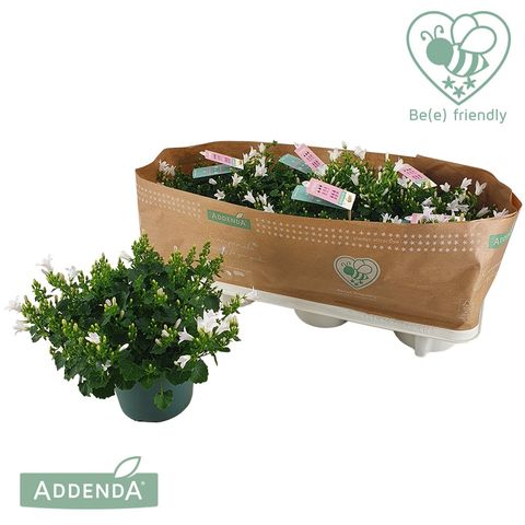 Campanula portenschlagiana AMBELLA WHITE