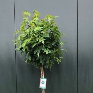 Liquidambar styraciflua 'Gum Ball'
