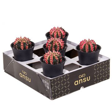 Gymnocalycium MULTICOLOR