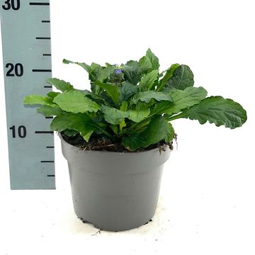 Ajuga reptans