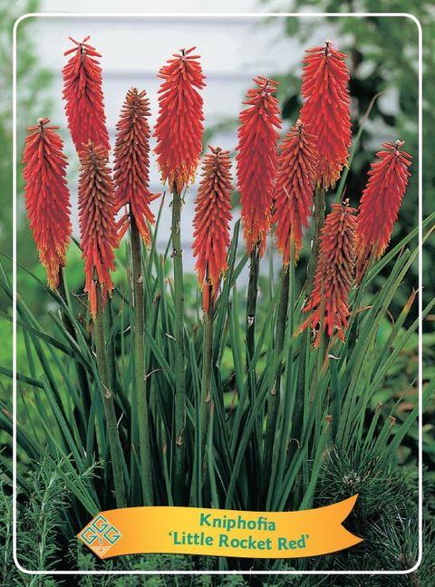 Kniphofia 'Little Rocket Red'