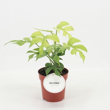 Rhaphidophora tetrasperma 'Goldrush'