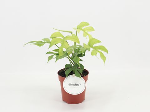 Rhaphidophora tetrasperma 'Goldrush'