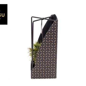 Aranżacja Tillandsia