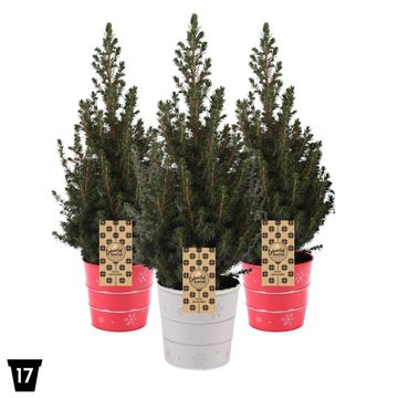 Picea glauca DECEMBER