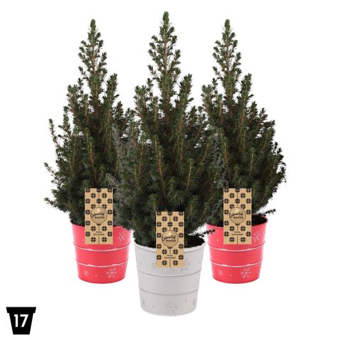 Picea glauca DECEMBER