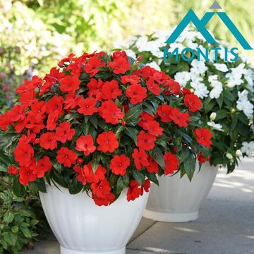 Impatiens COLORPOWER ORANGE RED