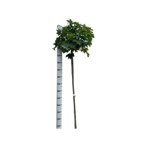 Acer platanoides 'Globosum'