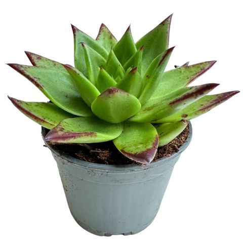 Echeveria agavoides 'Ebony'