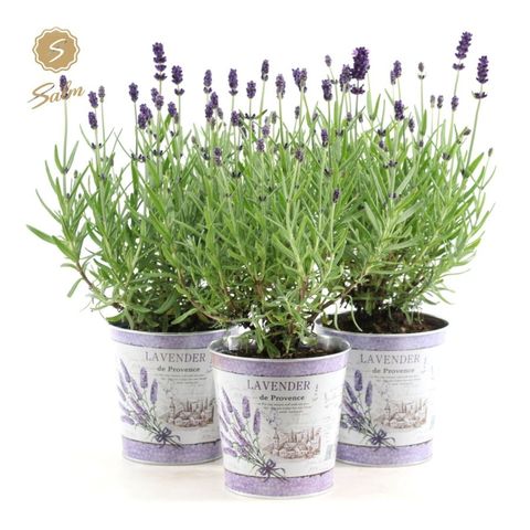 Lavandula angustifolia 'Felice'