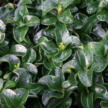 Ligustrum japonicum 'Rotundifolium'