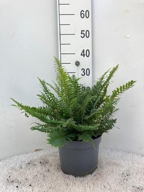 Polystichum polyblepharum