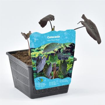 Colocasia 'Black Magic'