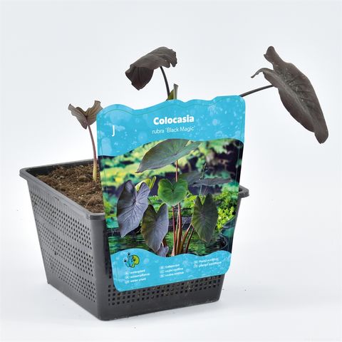 Colocasia 'Black Magic'