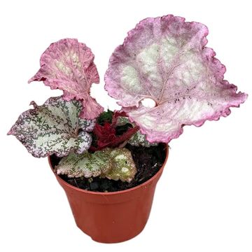 Begonia 'Pink Panther'