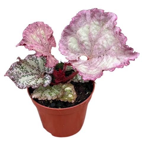 Begonia 'Pink Panther'