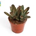 Kalanchoe tomentosa 'Aida'