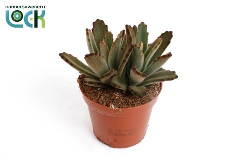 Kalanchoe tomentosa 'Aida'