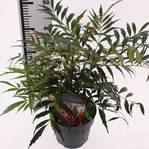 Mahonia eurybracteata METEOR