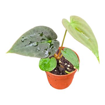 Anthurium papillilaminum 'Guna Yala' x BVEP
