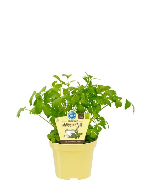 Levisticum officinale