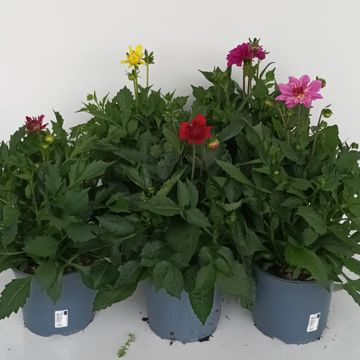 Dahlia MIX
