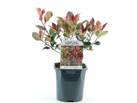 Photinia x fraseri