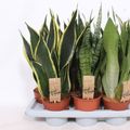 Sansevieria MIX