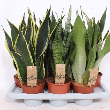 Sansevieria MIX