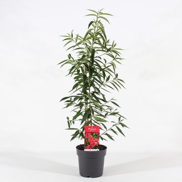 Prunus persica 'Melred'