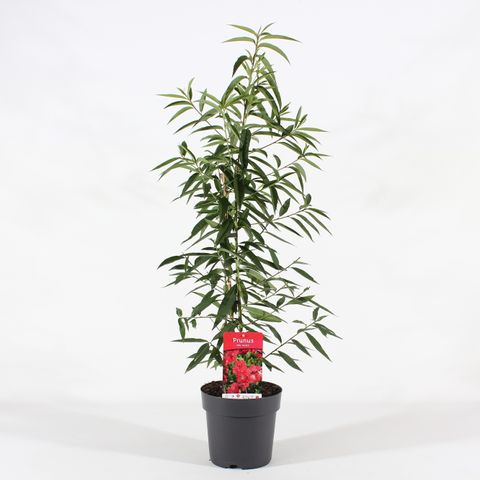 Prunus persica 'Melred'