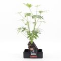 Schefflera arboricola